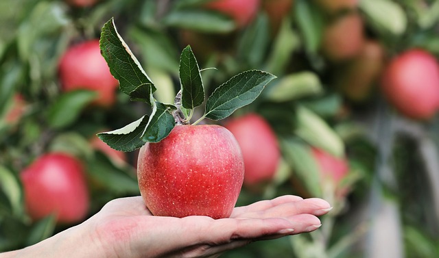 Nejlépe chutná jablko na podzim přímo utržené ze stromu