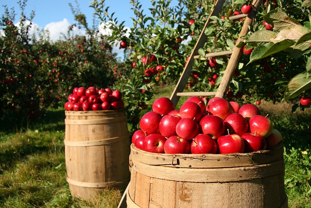 Zdraví je skvělou motivací pro sběr jablek