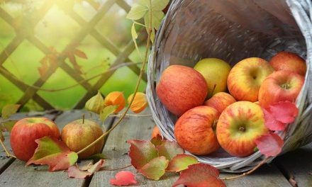 Sběr jablek a ořechů, aneb podzimní zábava na vesnici
