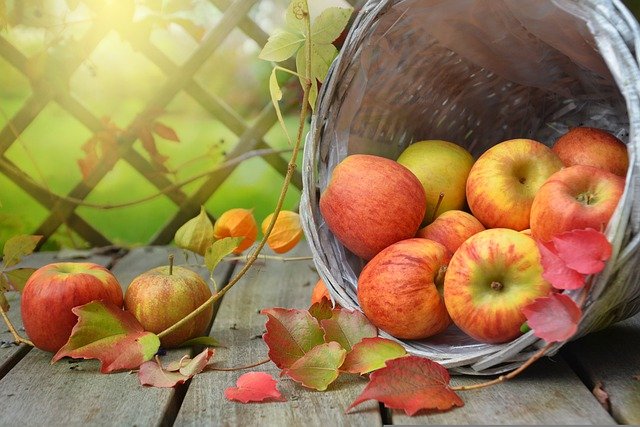 Sběr jablek a ořechů, aneb podzimní zábava na vesnici