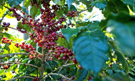 Rostoucí ekonomický a klimatický tlak na pěstitele nutí Fairtrade zvýšit minimální cenu kávy