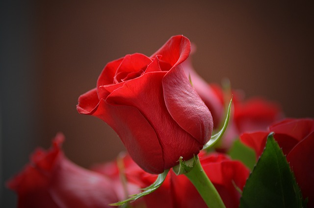 Některé ženy rudé růže doslova milují